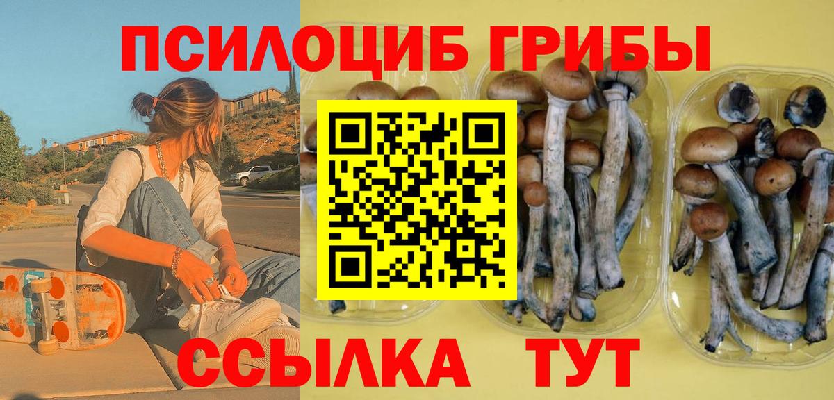 Галлюциногенные грибы Psilocybe Киселёвск